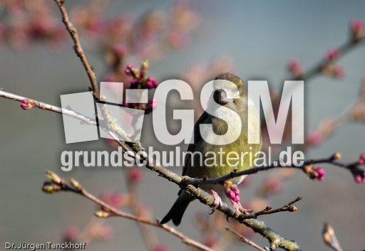 Grünfink (4 von 6).jpg